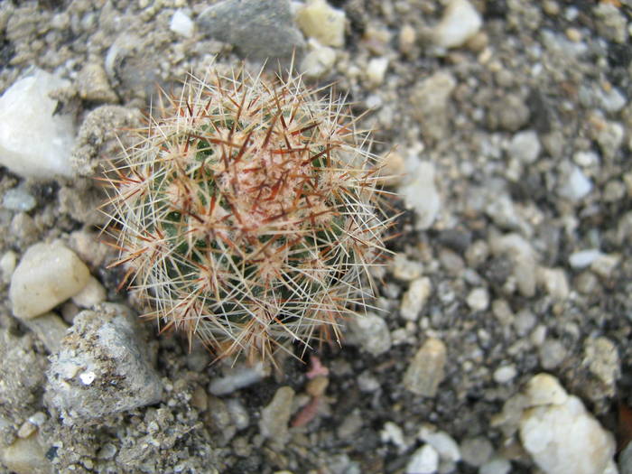 IMG_4946 - Cactusi la mosie aprilie 2009