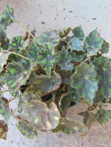 begonia tigrata