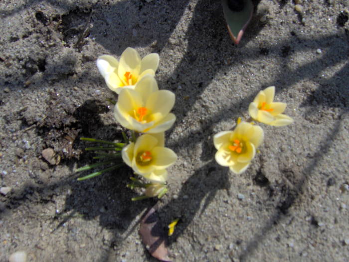 15.03.2009 crocusi galbeni