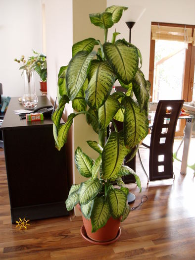 dieffenbachia