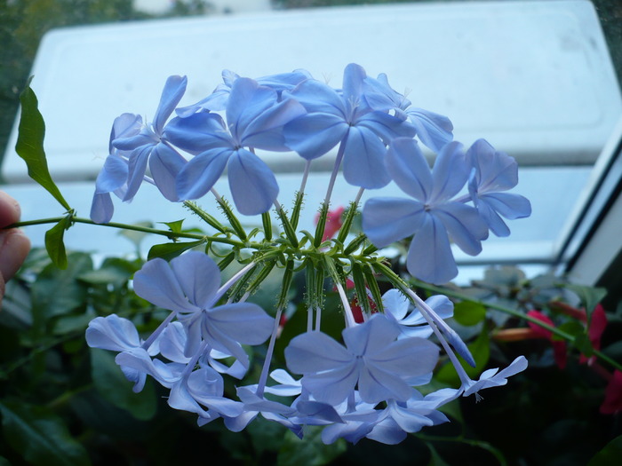 P1160597 - PLUMBAGO