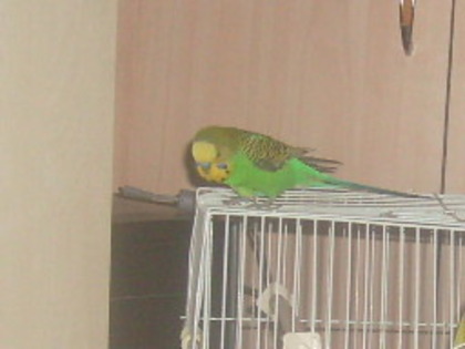 S7309042 - papagalul meu paco