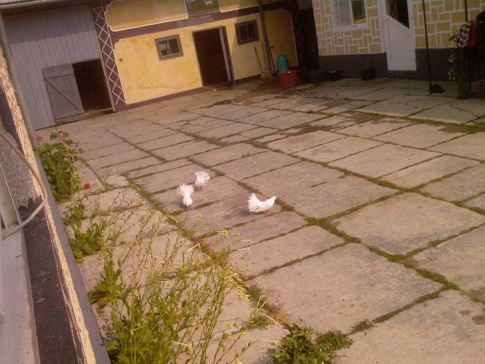 24 voltatii prin curte...