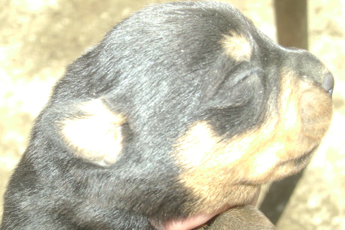 Picture 149 - ROTTWEILER