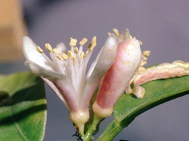 Citrus_reticulata_flower - Flori