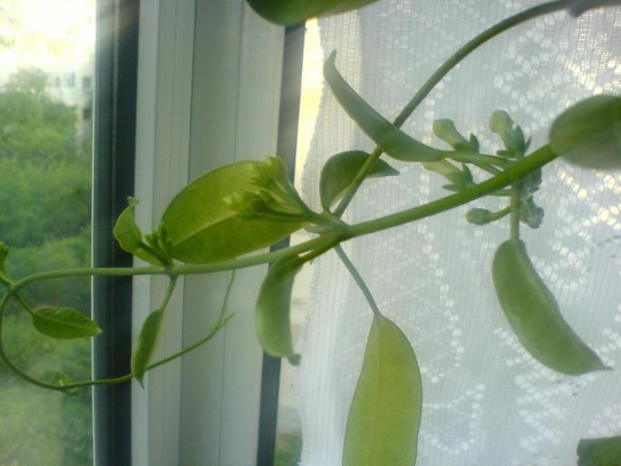 boboci stephanotis