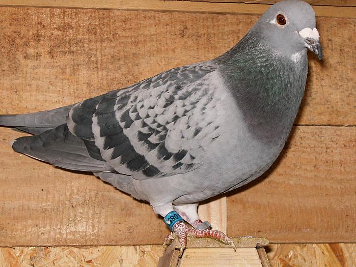 HPIM2188 - porumbei 2009