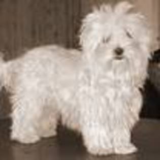 bichon maltez - rase de caini