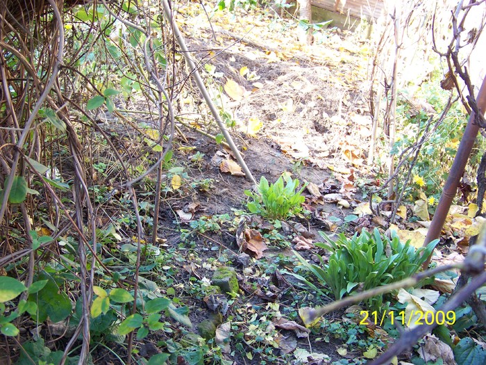 100_5015 - Toamna in curte  Timisoara