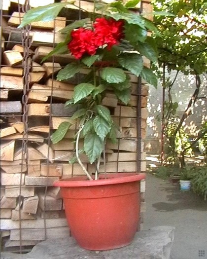 trandafir japonez2 - flori dragute