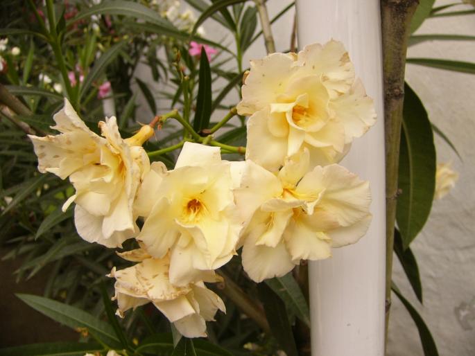 nerium oleander - leandri