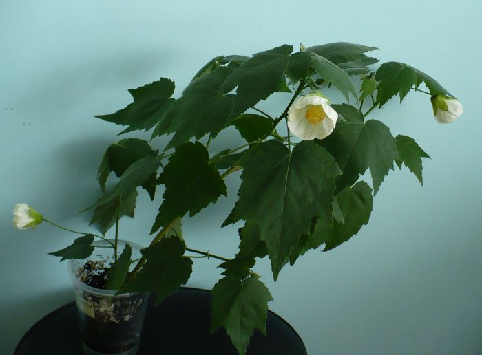 P1150970 - ABUTILONI