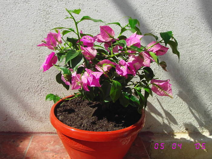 Bougainvillea Roz - Bougainvillea