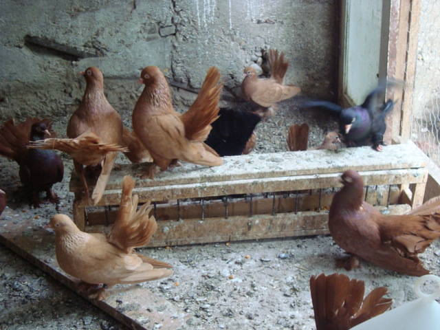 DSC03627 - roller  poze 2009