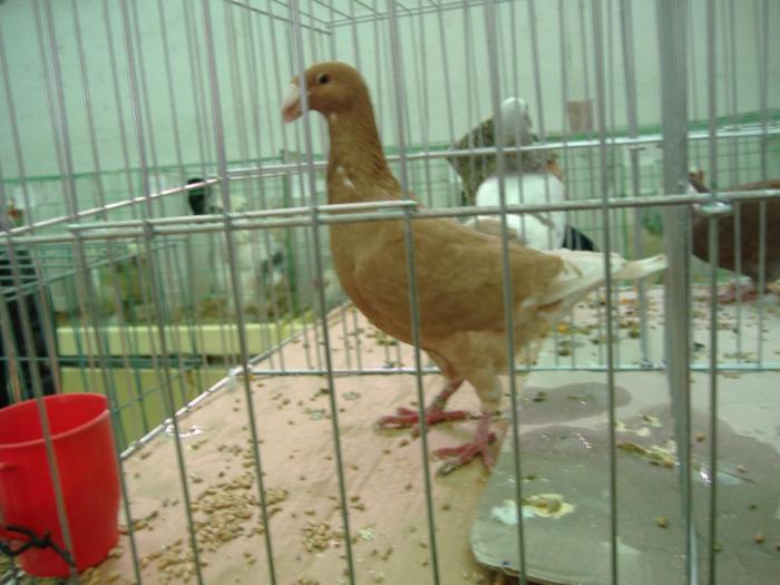 DISZNOVAGAS KEPEK 135