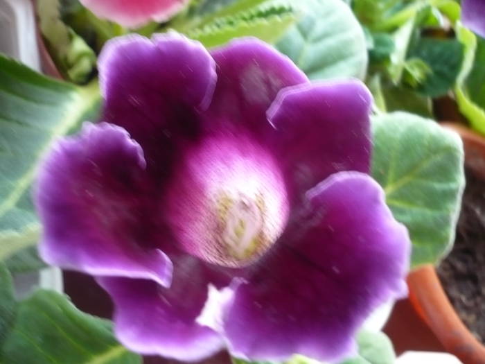 27.07.2009 097 - Flori