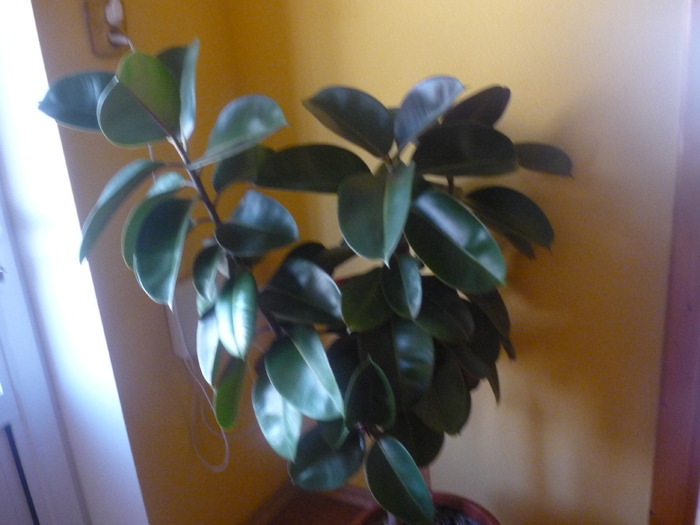 fucus elastica - dragele mele flori 2009