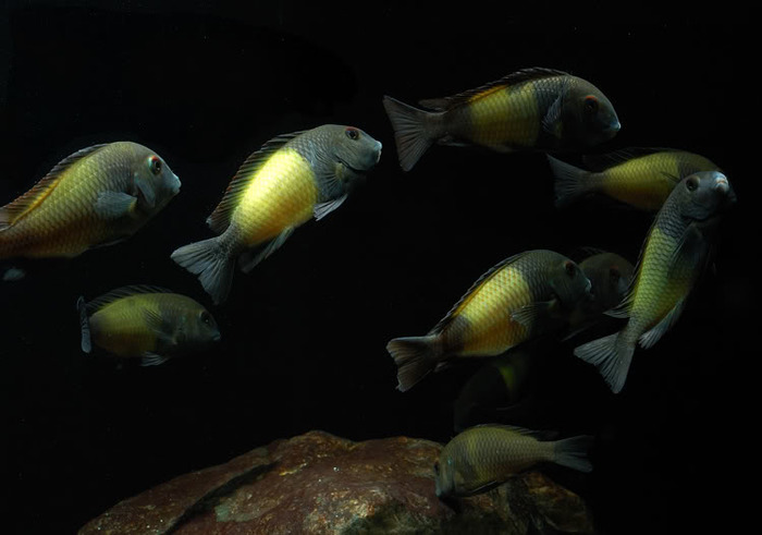 MoonlightSwim_Excellent