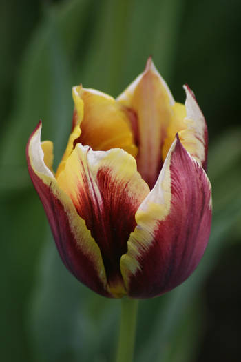 Gavota - garden 2009