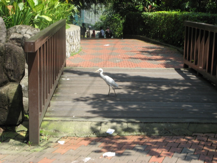IMG_0044 - 2_1 - Kuala Lumpur Bird Park