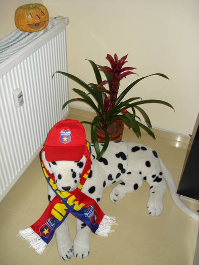 Guzmania si Borcea stelist!!!!!!!!!