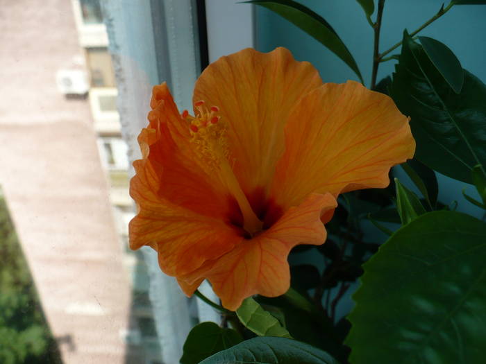 P1120616 - HIBISCUSI