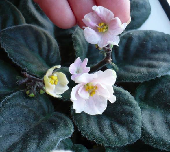 Summer Carnival - Saintpaulia - violete de camera