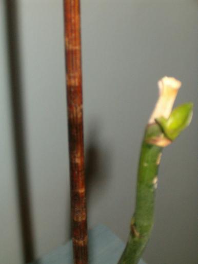 Phalenopsis-mugure - diverse