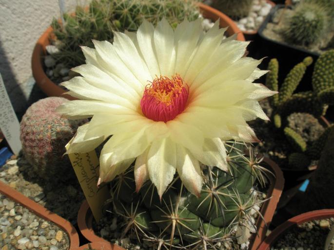 Coryphantha unicornis - floare