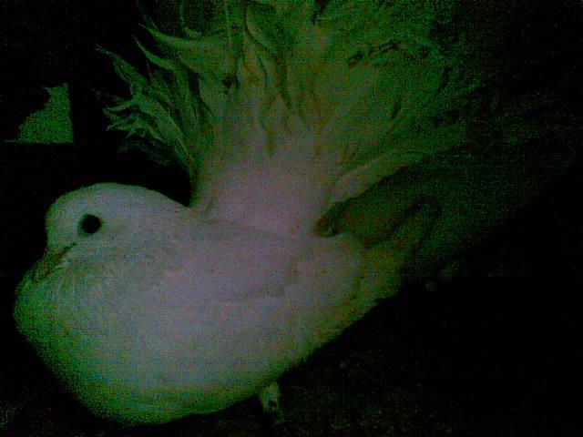 28022009(058) - diferite rase porumbei