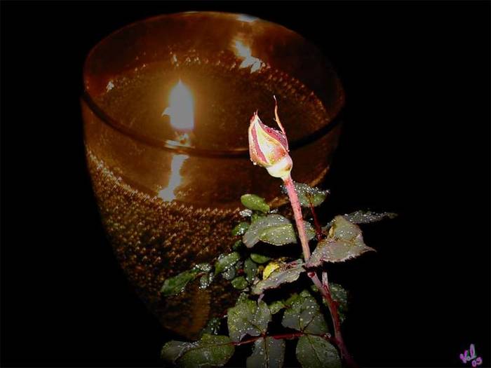 candle_and_rose - Flori