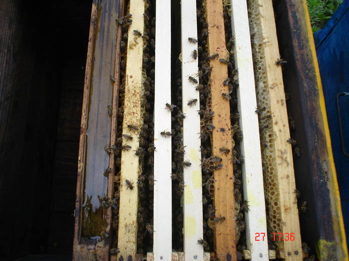 DSC05946 - albine alte noutati