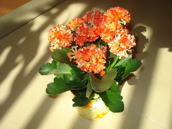 KALANCHOE SI RAZE DE SOARE..