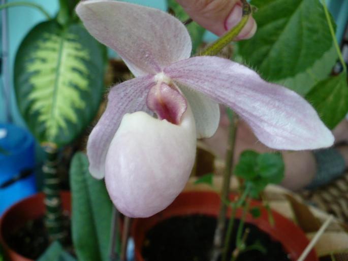 Pahiopedilum - Orhidee