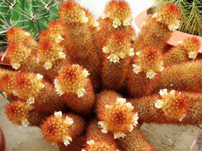 mammillaria_elongata1