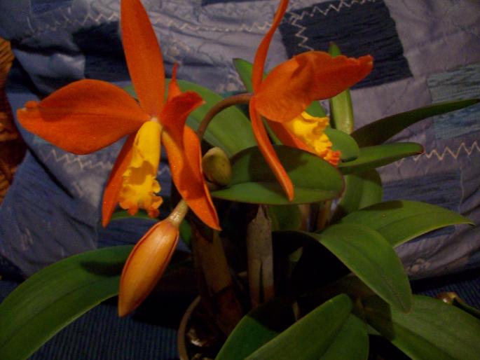 cattleya