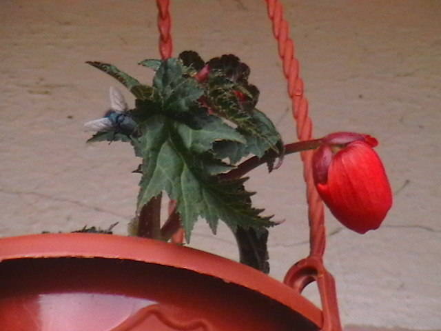 am pierdut-o