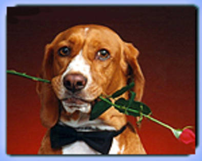 375_iertare - poze bestiale