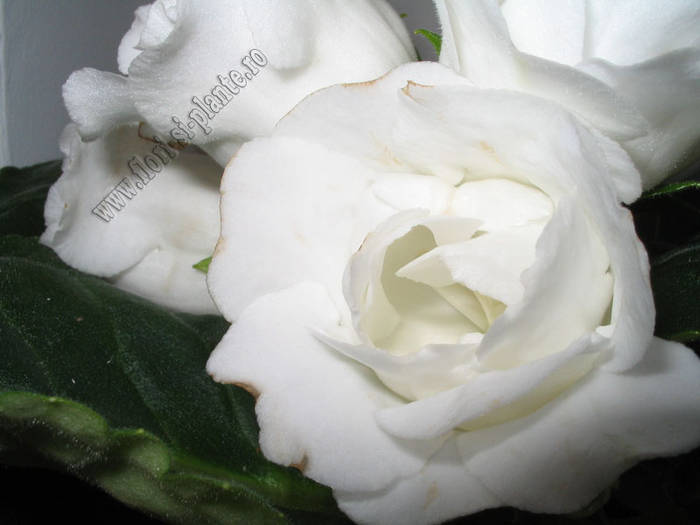 Gloxinia alba involt 2