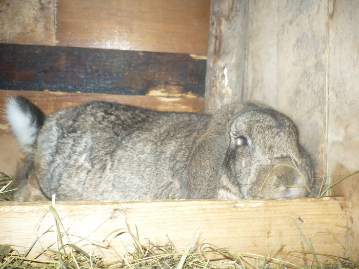 poze iepuri 2504 190 - berbecutii mei 27-12-2009