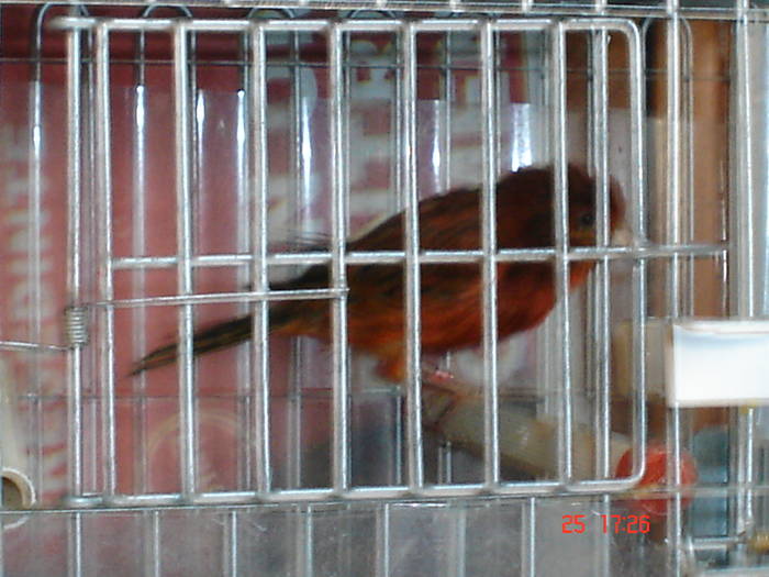 DSC02231 - PASARI CARE NU LE MAI AM - CANARI