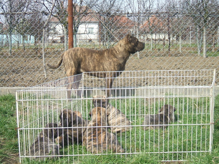 DSCF1457 - snoopyfightdogo  canario