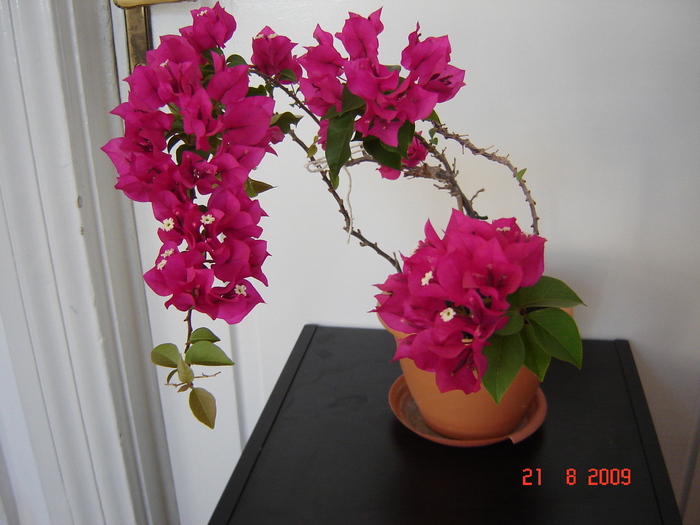 DSC02599 - flori