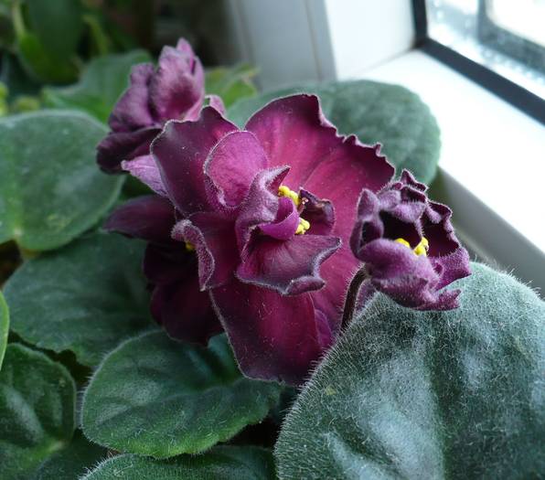 Vampire's Kiss - Saintpaulia - violete de camera