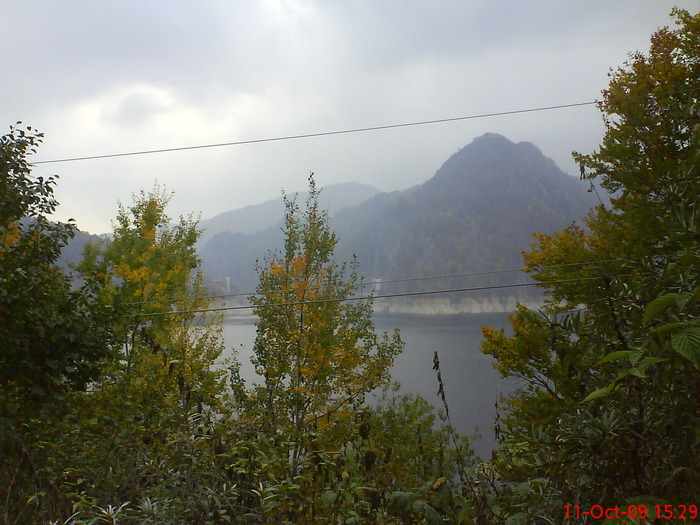 DSC02252 - transfagarasean si flora din Drauseni  BV