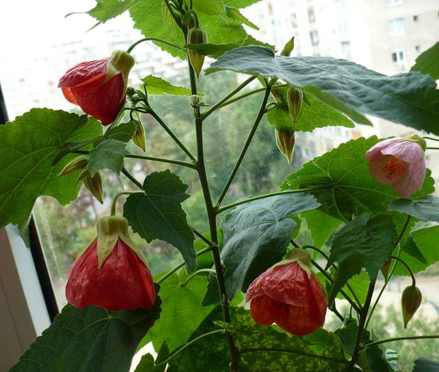 P1120788 - ABUTILONI