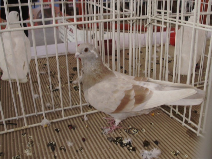 figurita 8 - 1510 str 2