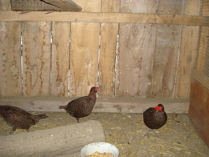 DSC02246 - 5-FAZANI-2