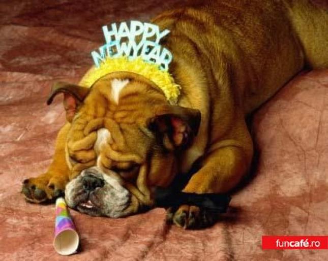 1977_happynewyeardog - imagini amuzante cu animale