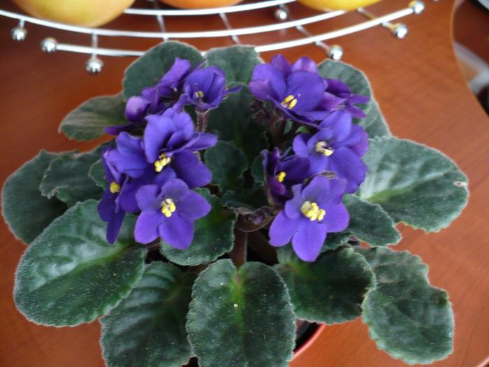 P1060294 - Violete africane